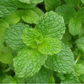 lemon balm leaf cut